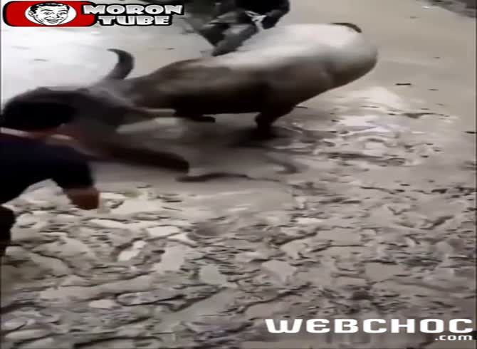 Video :He wants to play with a buffalo and quickly regrets it (Warning - shocking)